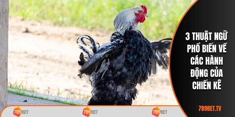 3 thuật ngữ phổ biến về các hành động của chiến kê