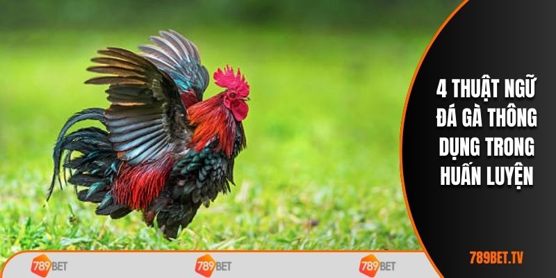 5 thuật ngữ đá gà thông dụng trong huấn luyện