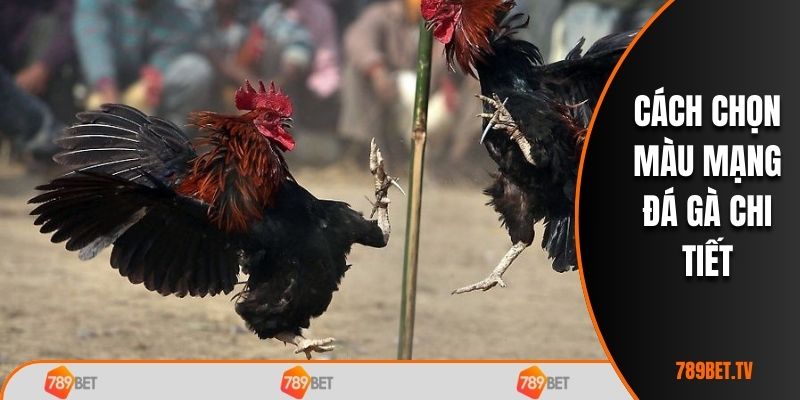 Cách chọn màu mạng đá gà chi tiết
