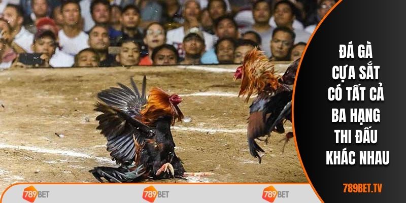 Đá gà cựa sắt có tất cả ba hạng thi đấu khác nhau